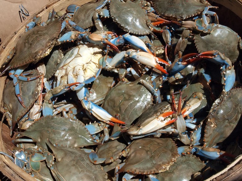 Maryland: Blue crab