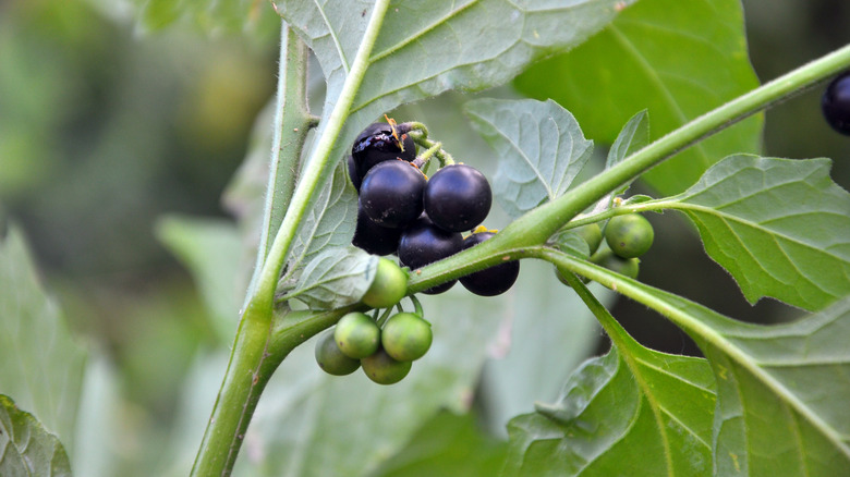 berries hanging from belladonna branch