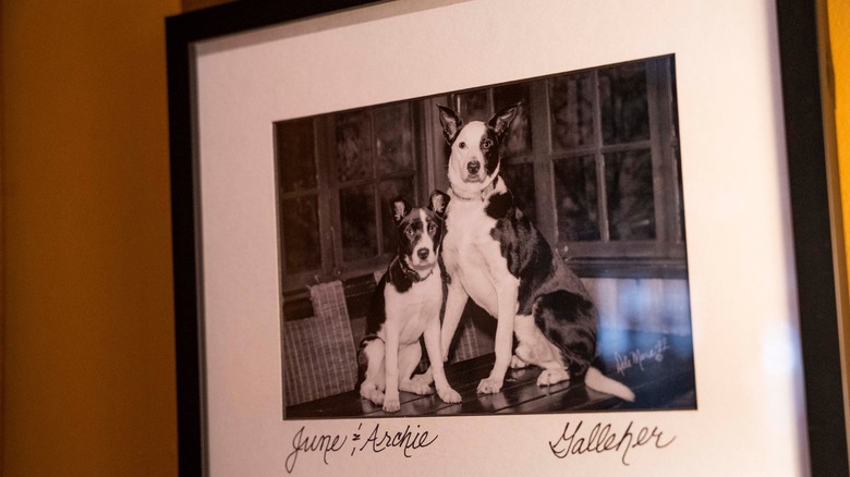 Black and white picture of two dogs named June and Archie