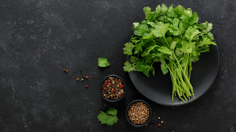 Cilantro