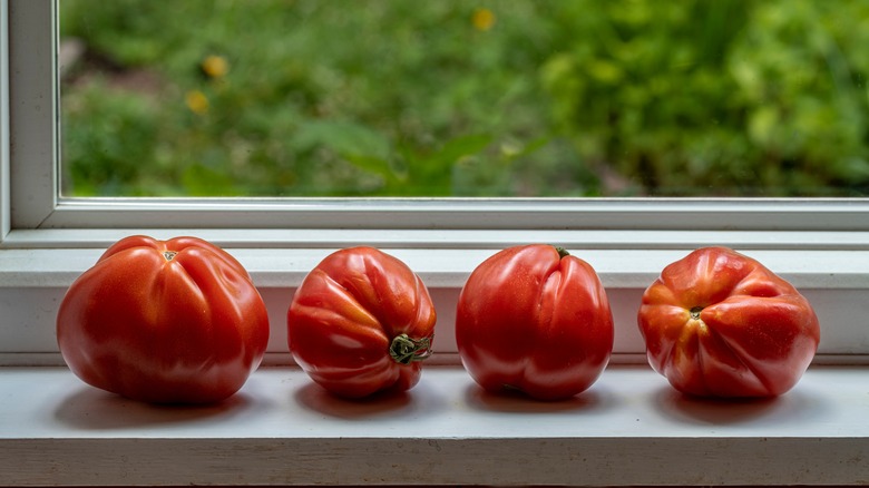 Heirloom tomatoes on windowsill