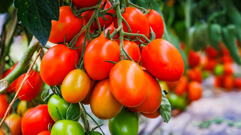 Fresh tomatoes on the vine