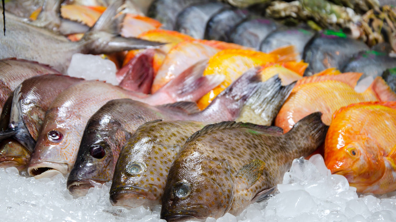 Variety of different fish on ice 