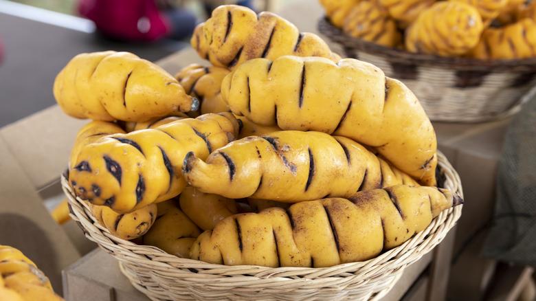 Basket of Peruvian oca