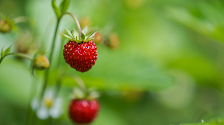 Wild strawberry on vine