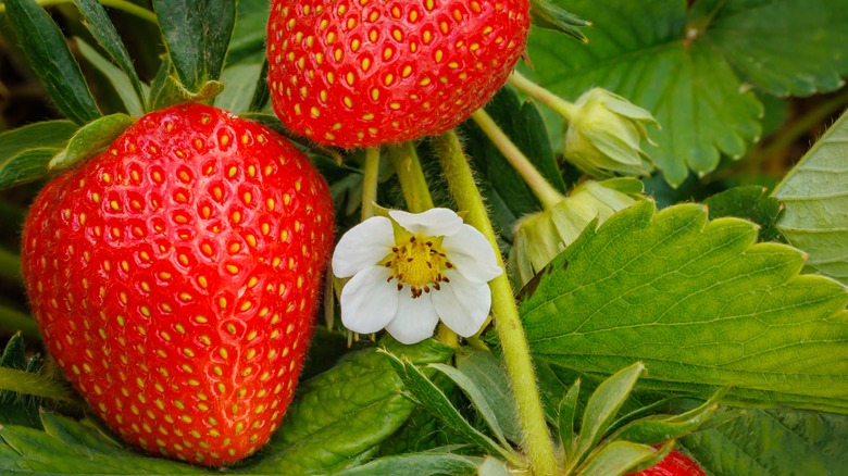 Strawberries on vine with flower