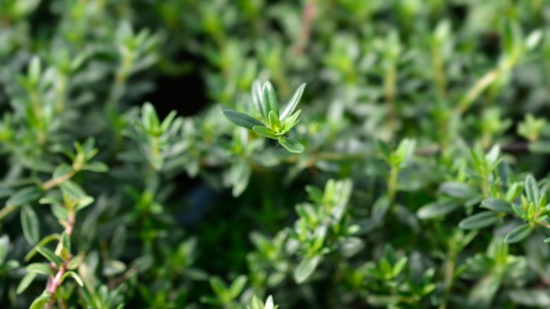 Summer Savory leaves 