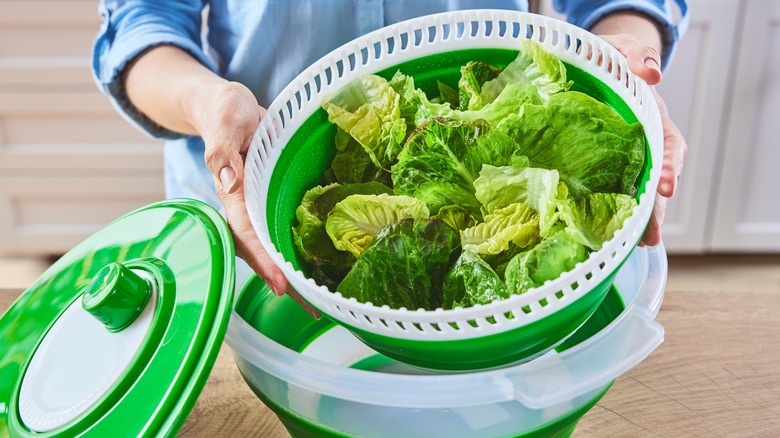 Hands holding salad spinner with lettuce