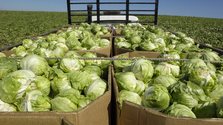 Iceberg lettuce truck