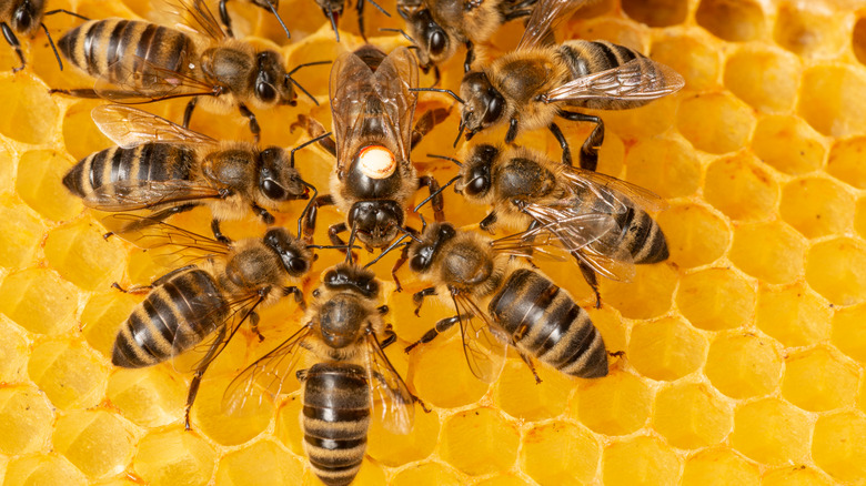 Honey bees and queen 