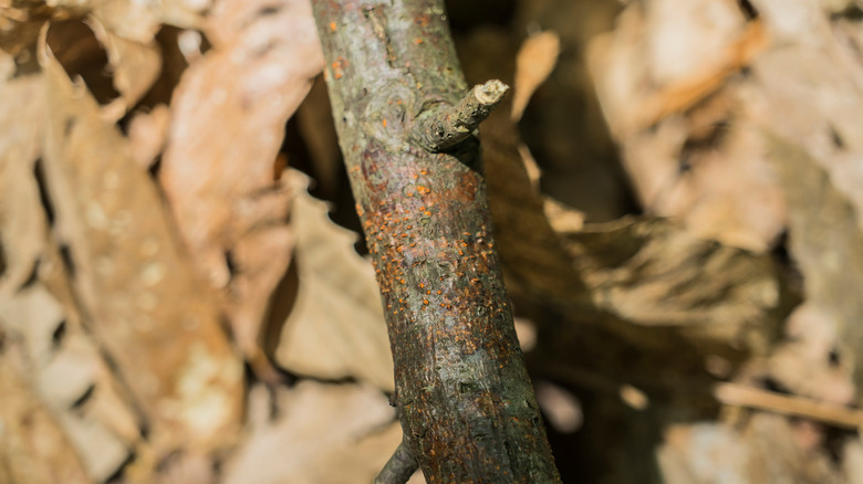 Chestnut blight on bark