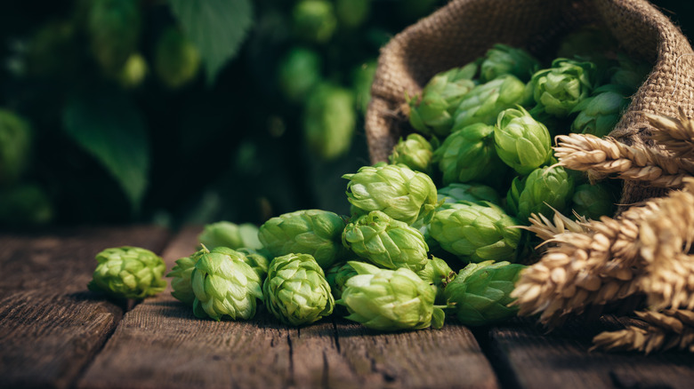 Hops in a bag