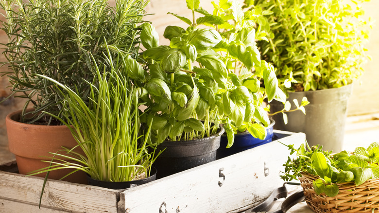 Fresh herbs growing in pots