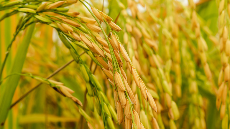 sheaf of rice in field