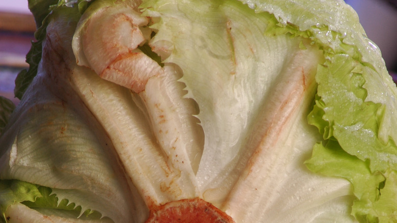 Rust on head of iceberg lettuce