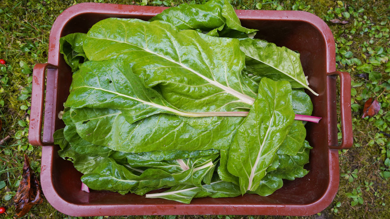 Fresh-picked lettuce leaves