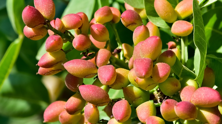 Pistachio fruit on tree