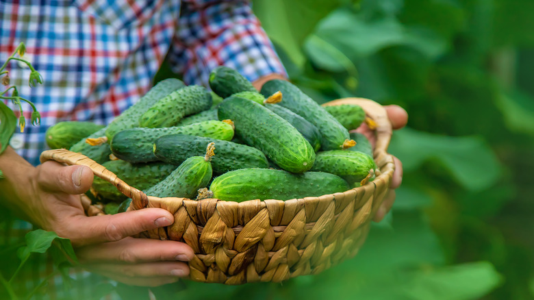 Holding a basket of cucumbers