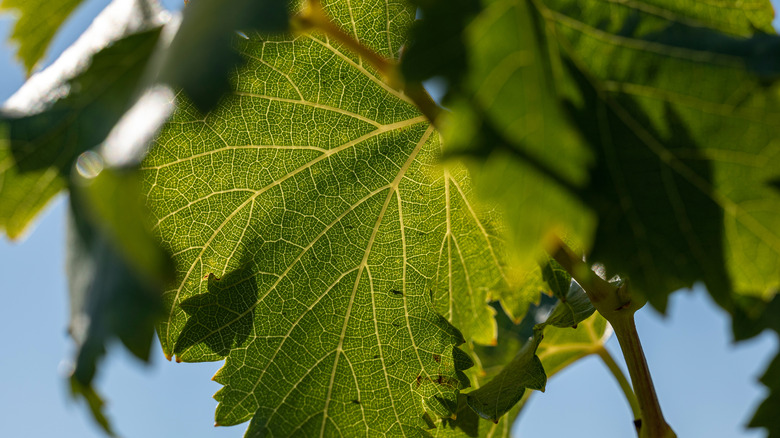 Grape leaves on vine