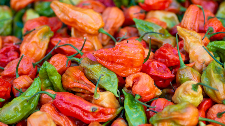 Large pile of ghost peppers.