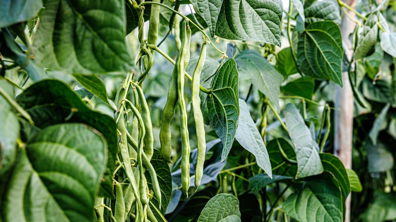 a string bean plant