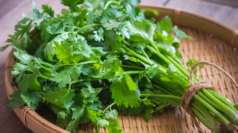 bundle of cilantro