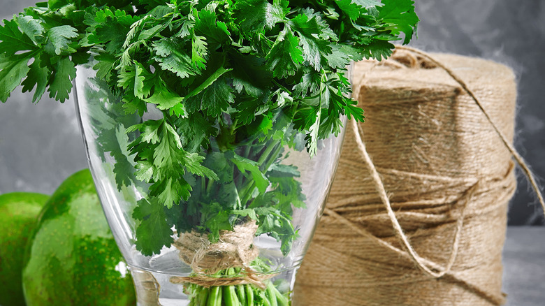 cilantro in water