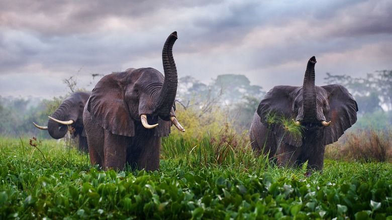 elephants lifting their trunks