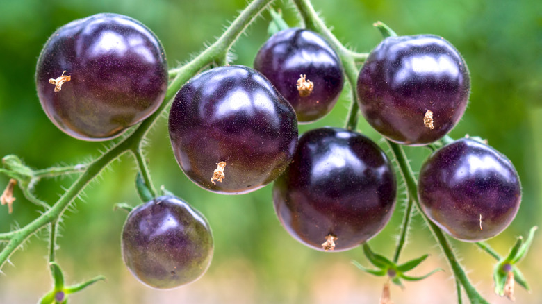 Indigo Rose tomatoes on vine