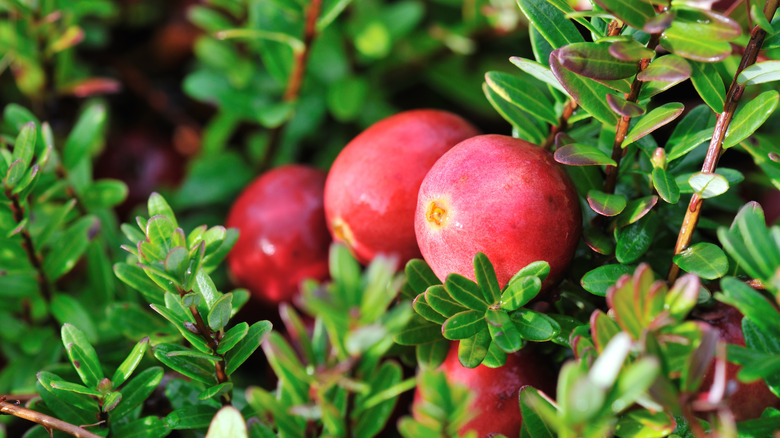 Cranberry on the vine 