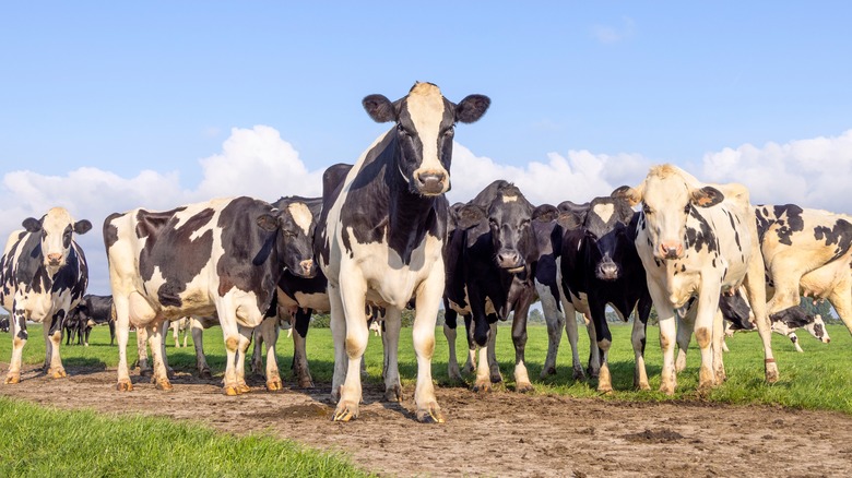 Cows in a field 
