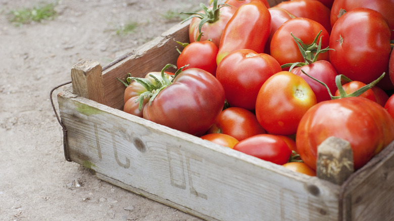 Box of tomatoes on field