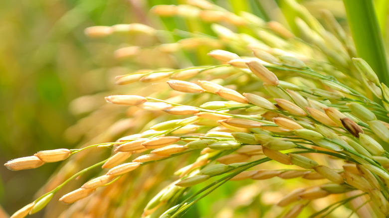 Golden ear of rice