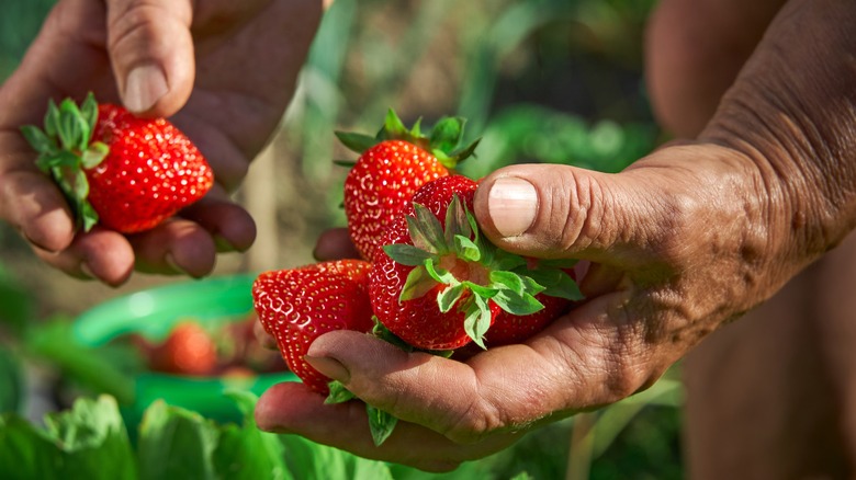 A person picking strawberries
