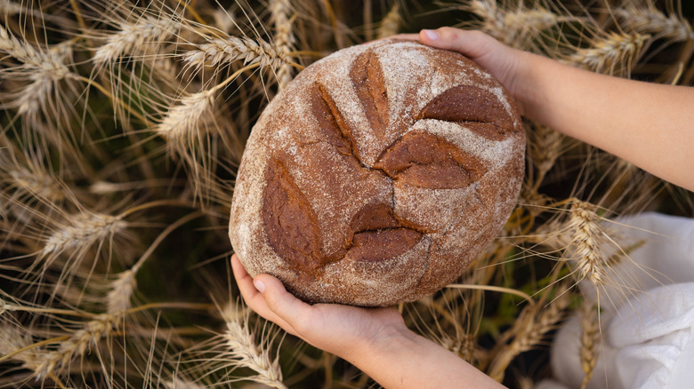 hands holding a loaf of rye bread in a field of rye