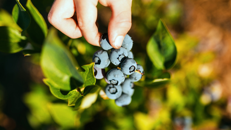 Picking ripe blueberries