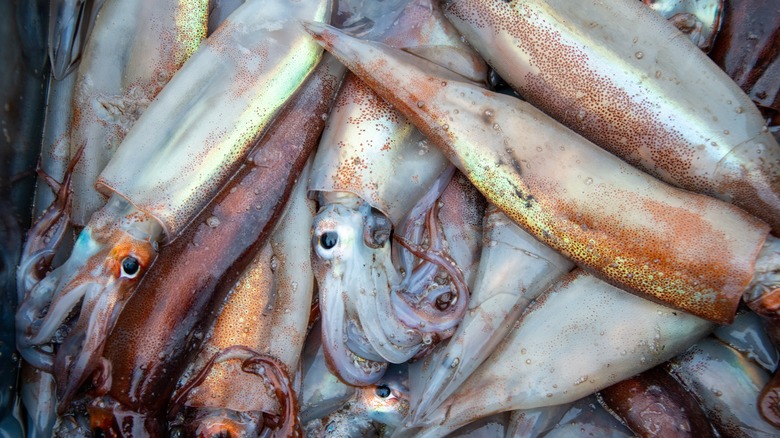 Many squid in a box