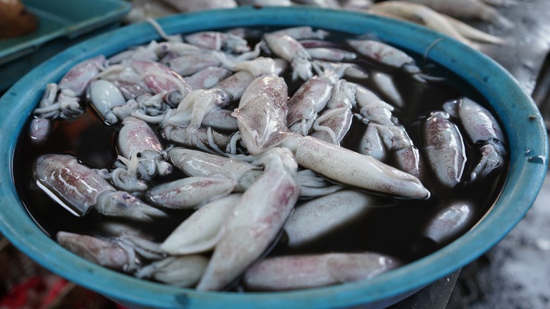 Freshly caught squid