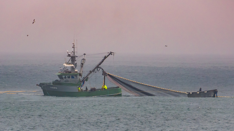Squid fishing boat with nets