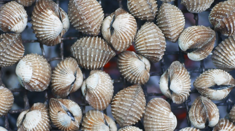 Freshly caught cockles