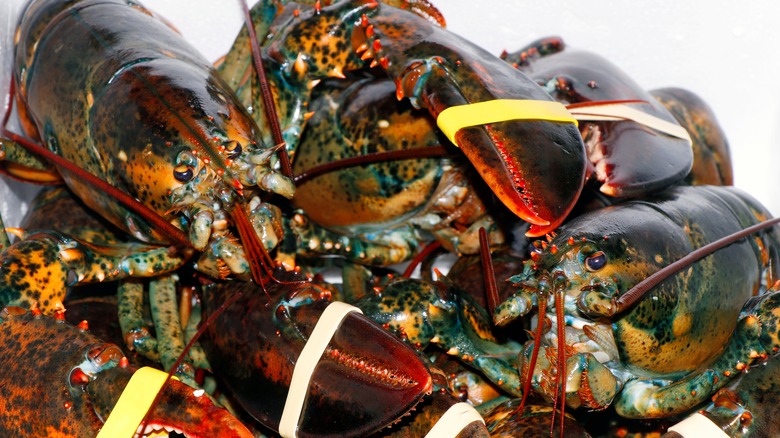 A pile of fresh lobsters