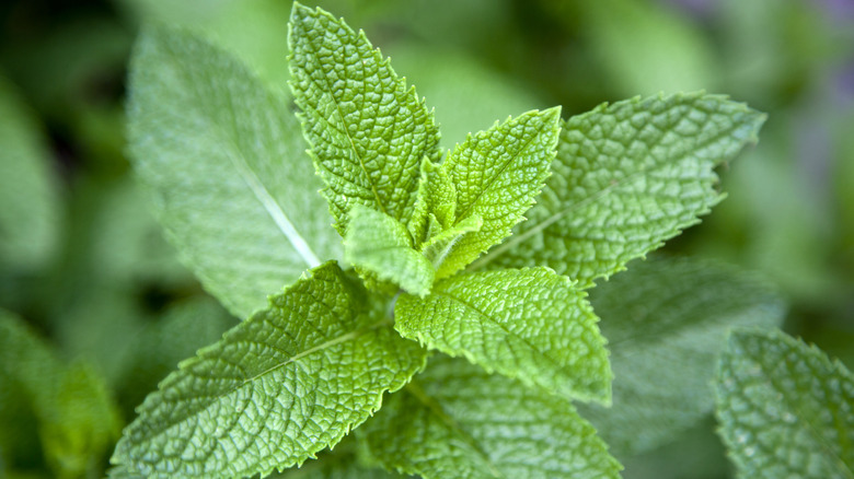 Fresh mint