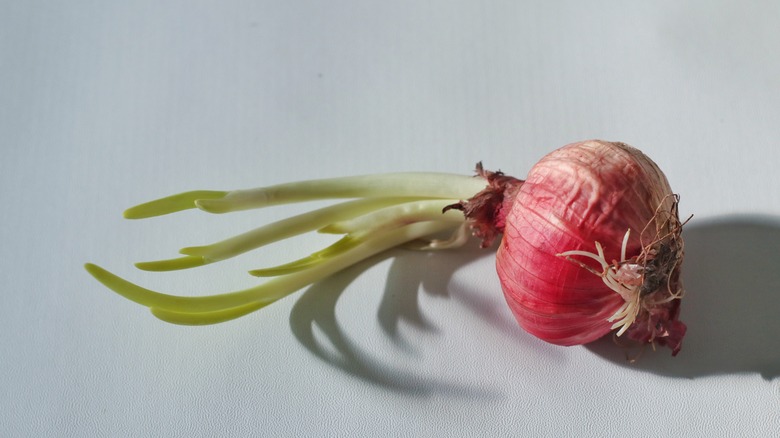 sprouted red onion drying up