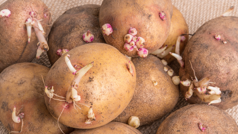 Potatoes with sprouts and roots