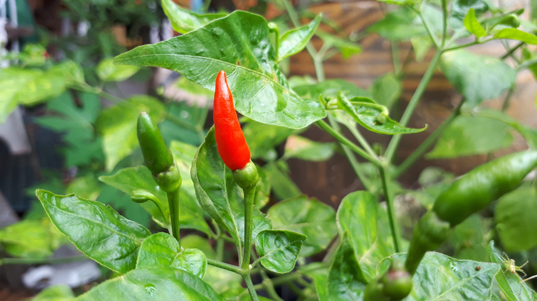 growing Thai bird's chili