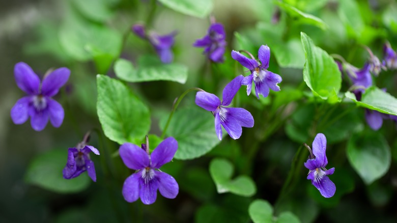 A patch of wild violets