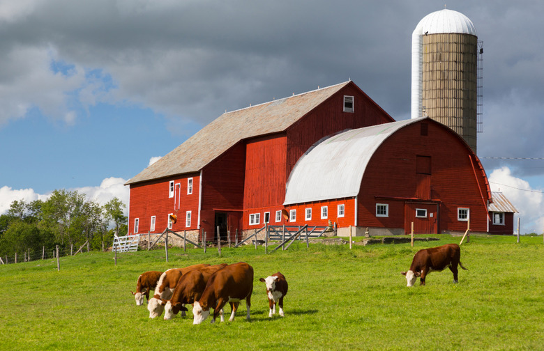 Grass-Fed vs. Grain-Fed