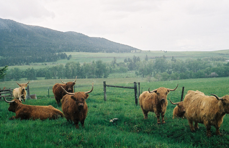 Grass-Fed Options