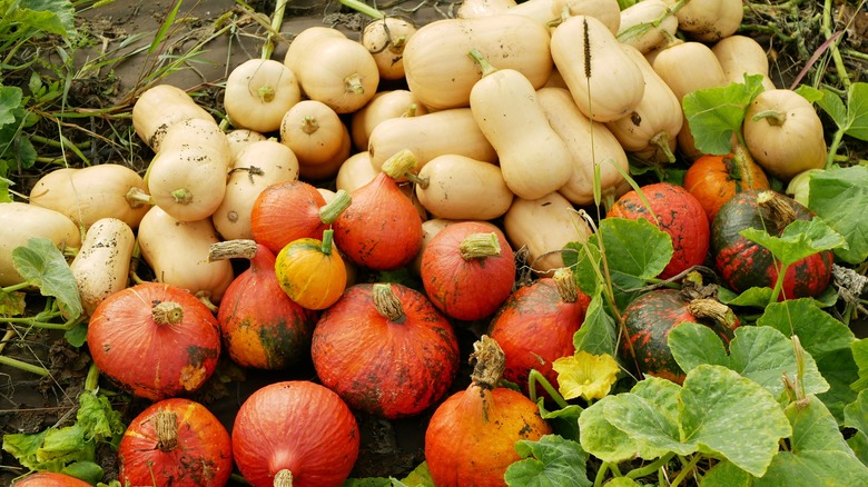 Cut and whole butternut squash