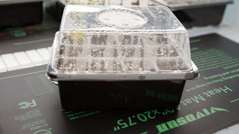 Seed tray on mat